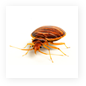 Bedbugs