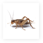 Housecricket