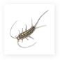 Silverfish